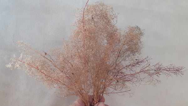 Forrest Collection Teloxys Aristata
