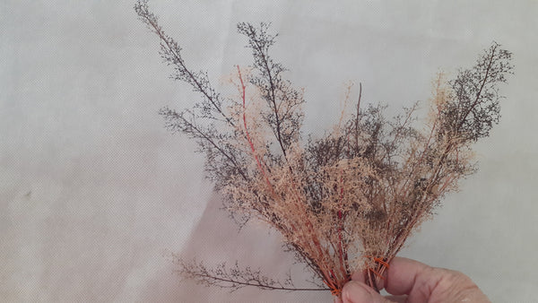 Multi Mix Tree Mix Teloxys Aristata