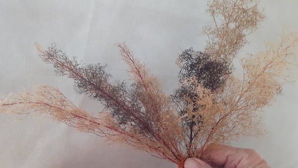 Single Stem Tree Mix Teloxys Aristata