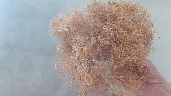 Architectral Flat Pack Seafoam Teloxys Aristata