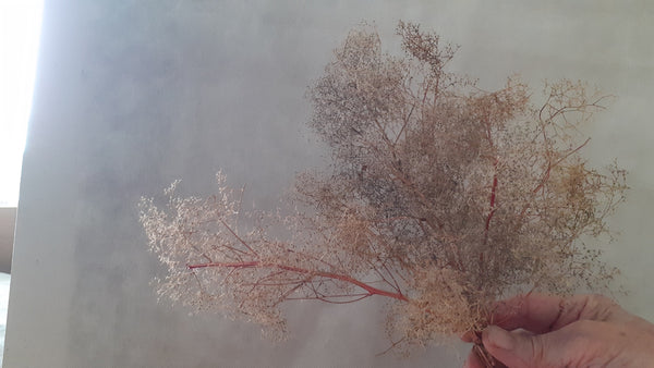 Single Stem Tree Collection &nbsp;Seafoam Teloxys Aristata