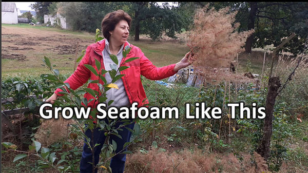 seafoam plant seeds Seeds For Teloxys Aristata, Commonly Known As Seafoam